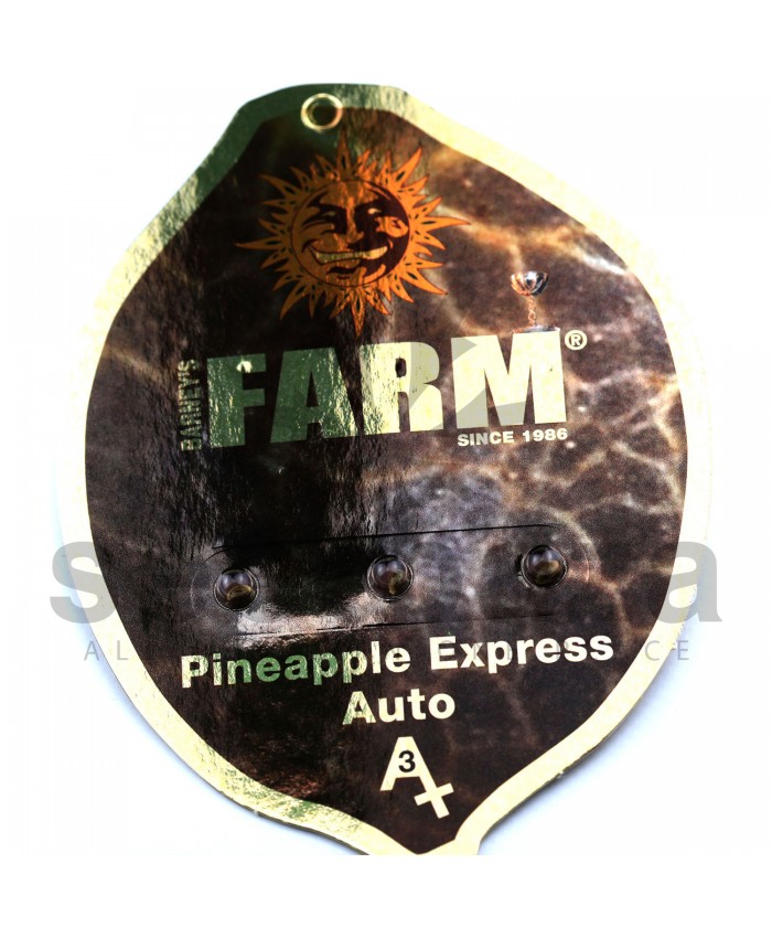Auto Pineapple Express Feminised